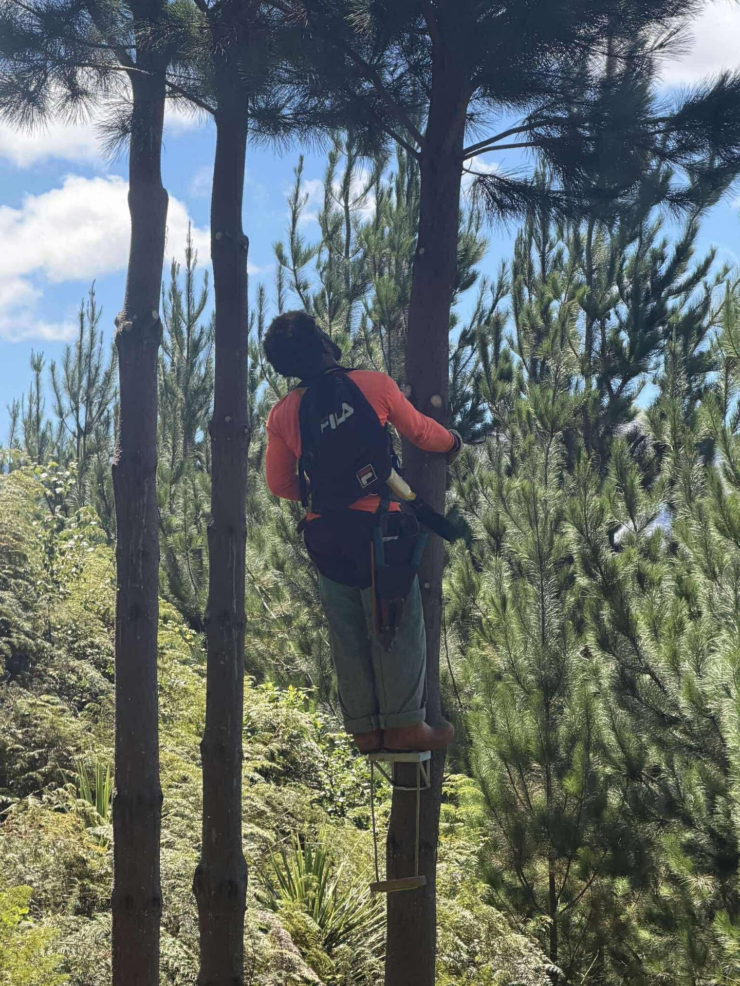 Pruner working high in a pine tree
