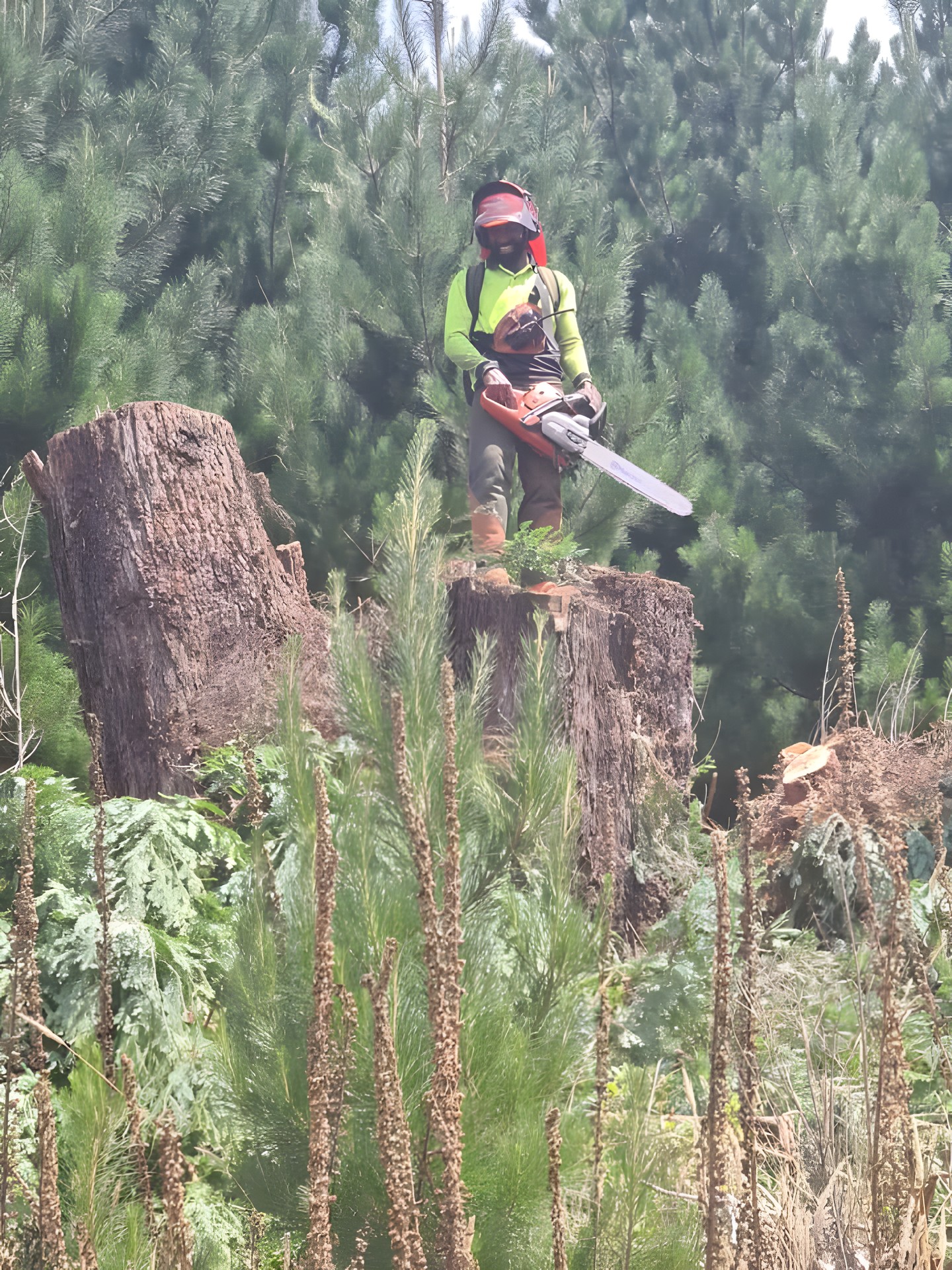 Releasing young pines among old stumps